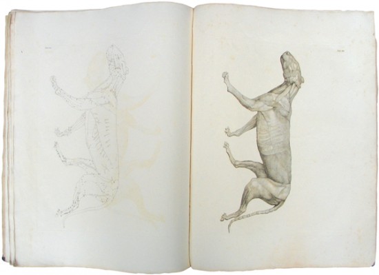 A Comparative Anatomical Exposition of the...