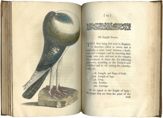 A Treatise on Domestic Pigeons .....